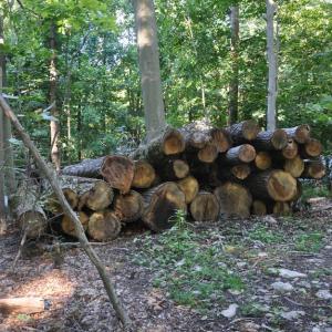 Chester / Mendham Oak Logs
